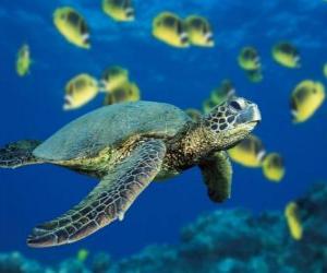 yapboz Deniz kaplumbağası